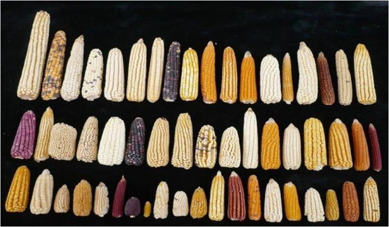 En la imagen podemos apreciar diferentes variedades de maíz obtenidas por selección artificial (National Geographic).