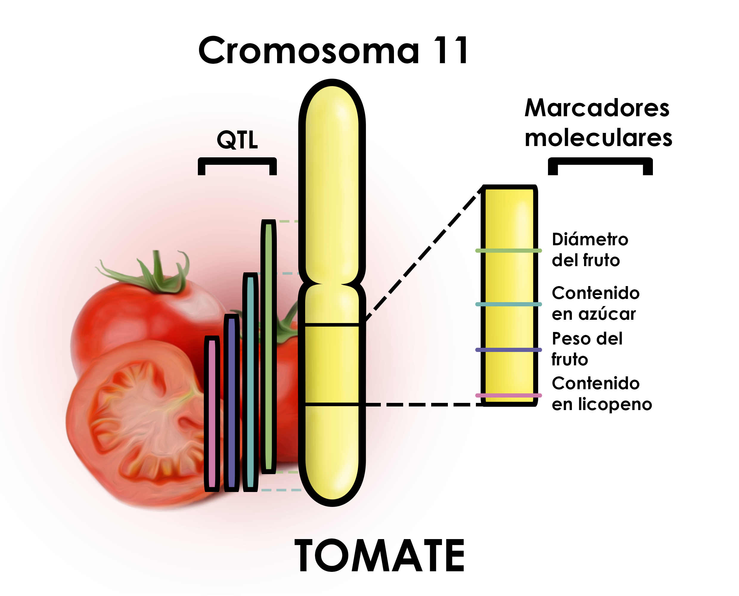 Mapa de varios QTL de interés en el cromosoma 11 del tomate. Información extraída de la base de datos de Sol Genomics Network (SGN).