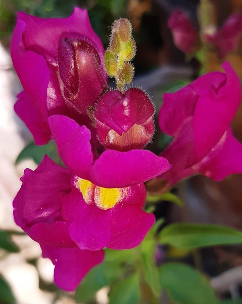 Boca de dragón (Antirrhinum majus).