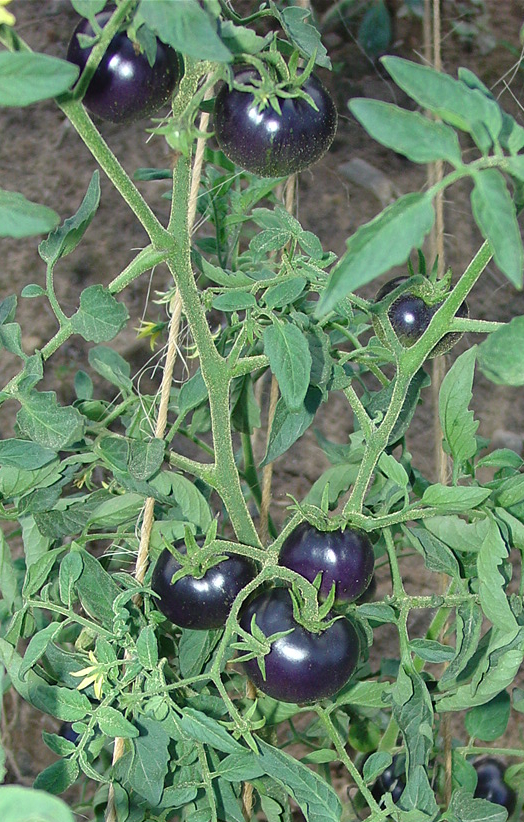 Tomates morados.