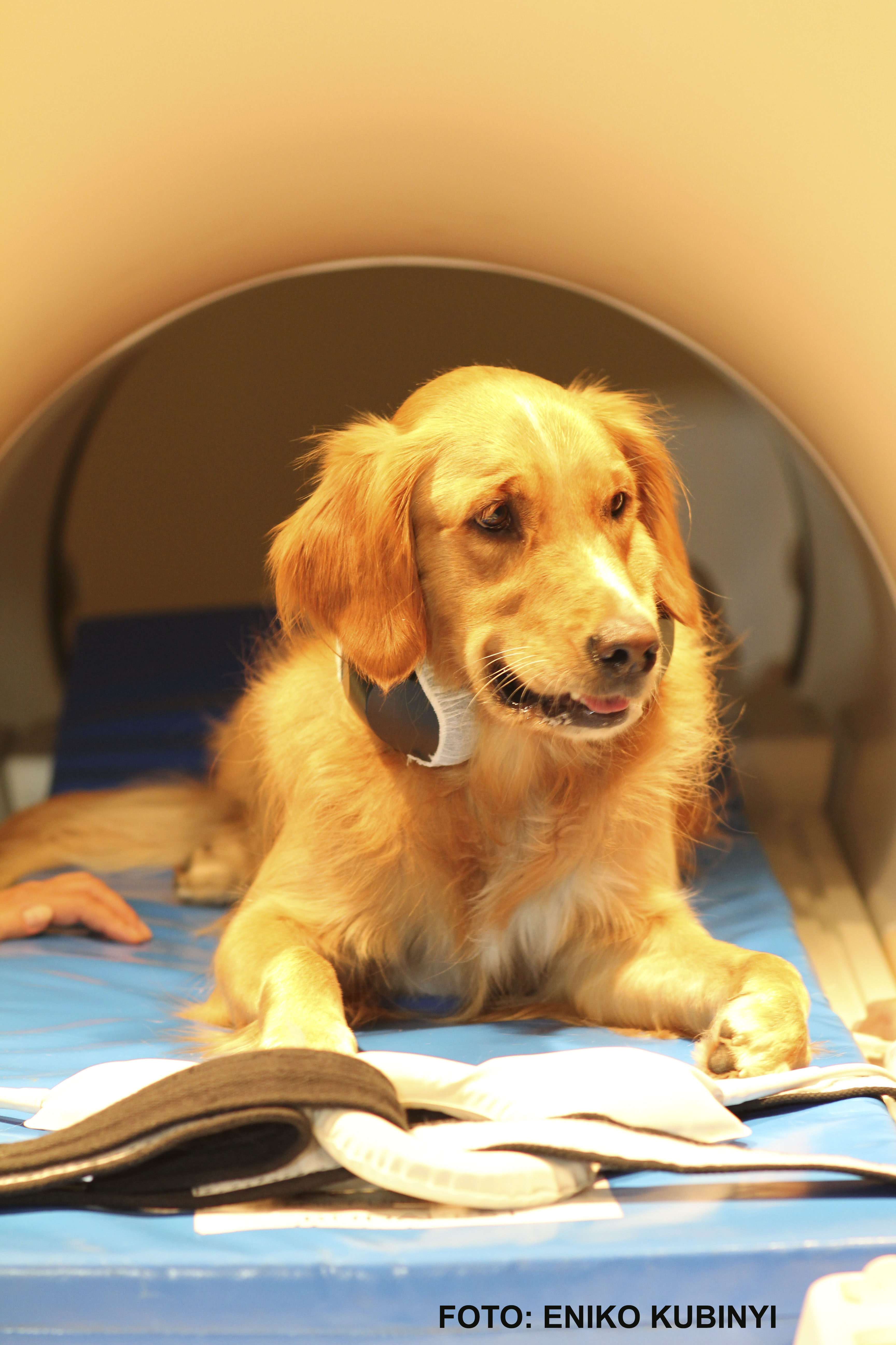 Momento del entrenamiento para que un perro se sienta confortable en el aparato de resonancia. Foto: Eniko Kubinyi (Cortesía de la Universidad Eötvös Loránd en Budapest)