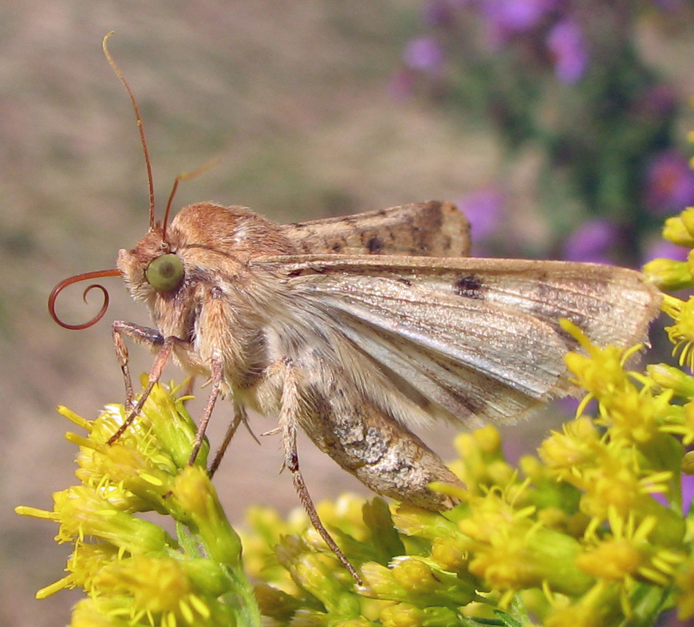 La mariposa nocturna de la imagen corresponde a la especie Helicoverpa zea, quien posee esta capacidad de ecolocalización. Es conocida por ser una especie que afecta altamente a los cultivos de algodón o de maíz durante su período larval, causando grandes destrozos en los campos.