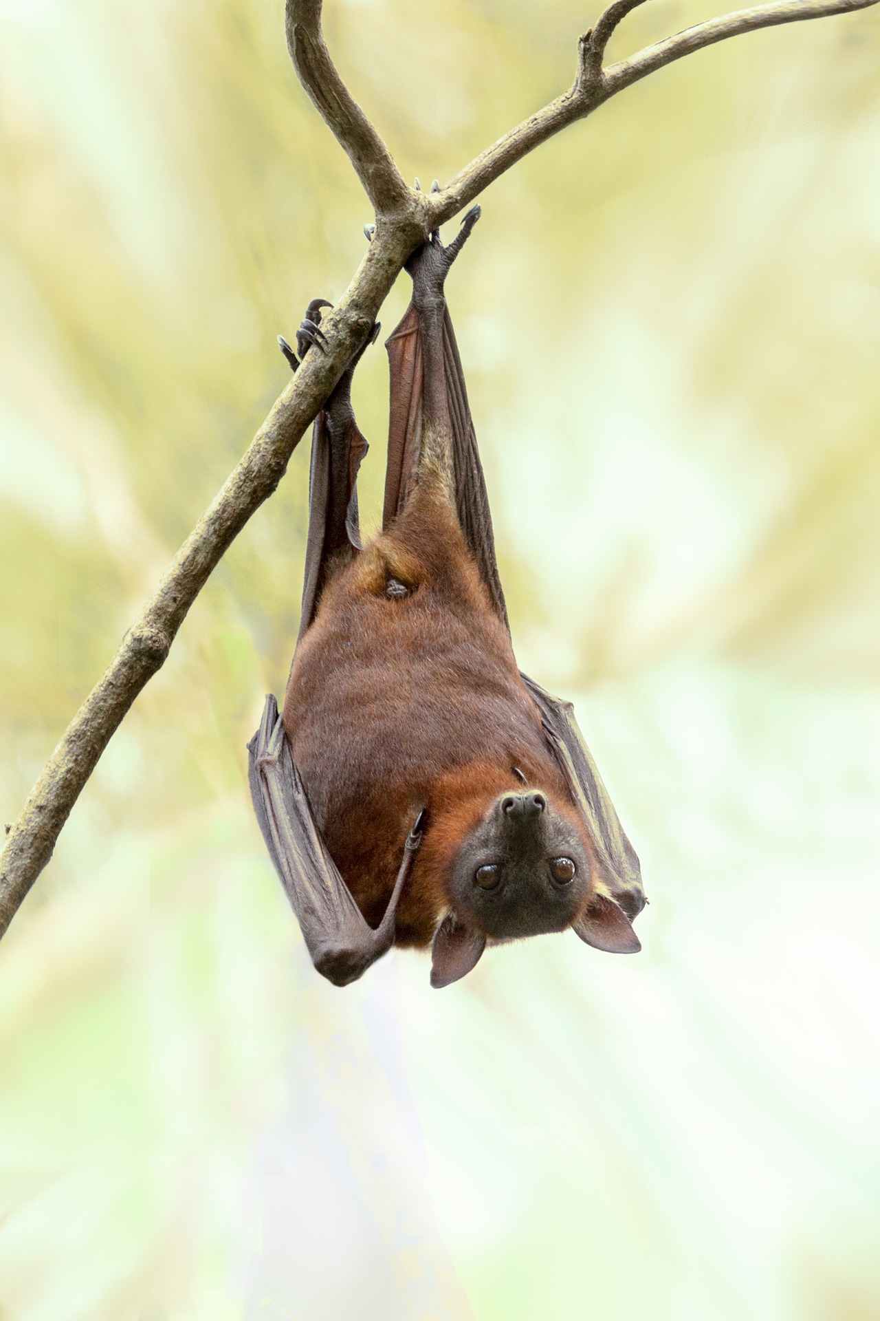 Algunas especies de murciélago se alimentan únicamente de algunas especies de lepidópteros. La adaptación a esta especialización en la alimentación, es lo que hace posible que ambas especies sobrevivan. No siempre ganará el murciélago, y no siempre logrará huir el insecto.