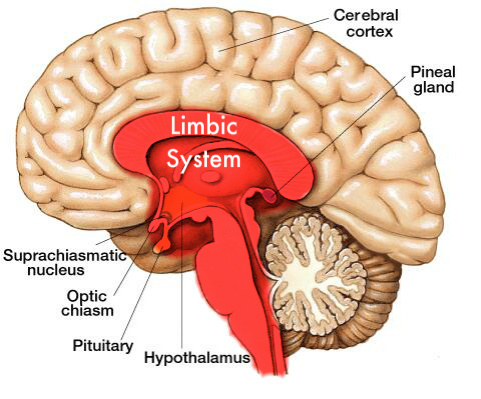 Bajo la corteza cerebral (o neocórtex) donde los seres humanos y el resto de los mamíferos procesamos la información relativa a los sentidos, el lenguaje y el razonamiento, presentamos una región distinta: el sistema límbico, donde se regulan las emociones (especialmente, el miedo) y parte de la memoria. El bulbo raquídeo y parte de la médula conforman, a su vez, una región del cerebro aún más primitiva relacionada con los instintos de supervivencia más básicos. Así, podemos ver una gradación tanto a nivel de estructura cerebral en capas superpuestas como de diversificación evolutiva animal en cuanto a la complejidad del sistema nervioso y, por tanto, de sus funciones.