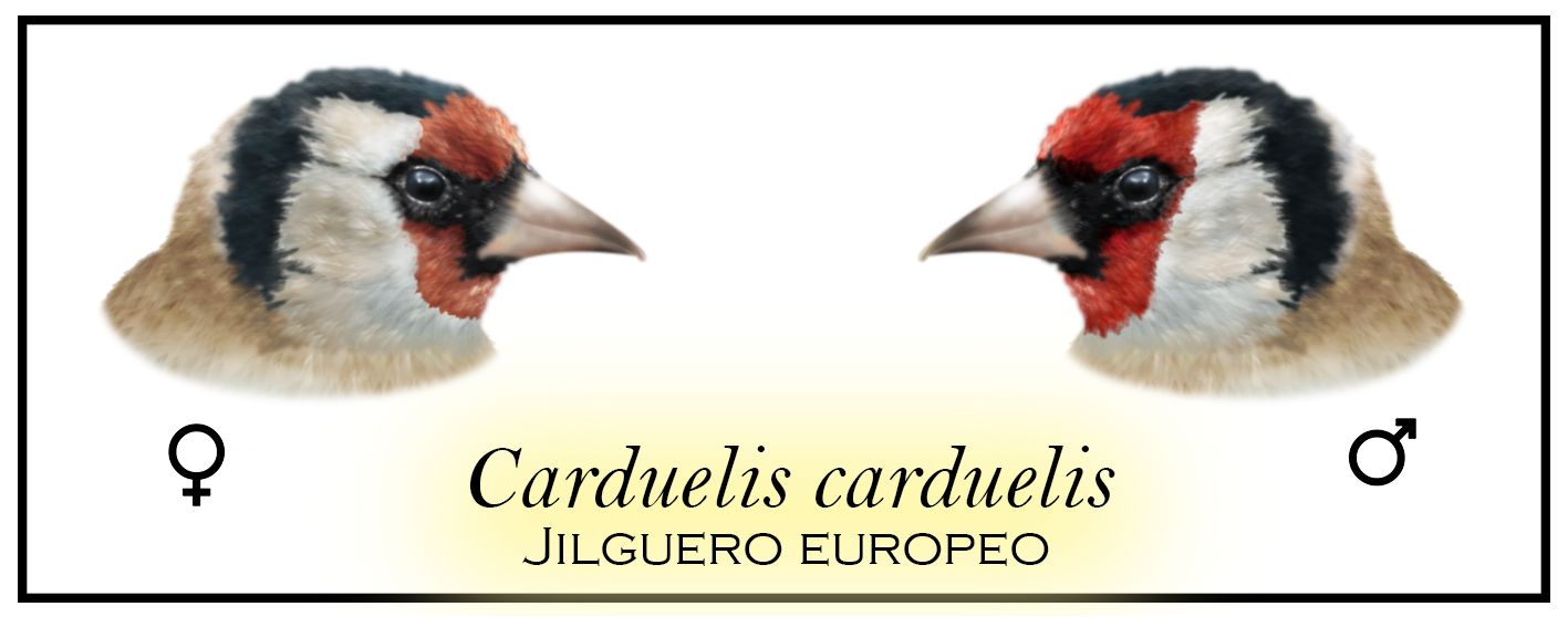 Dimorfismo sexual en los dibujos cefálicos del plumaje del jilguero europeo (Carduelis carduelis). Ilustración de elaboración propia (Francisco Jesús Moreno Racero) a través de Photoshop CS6.