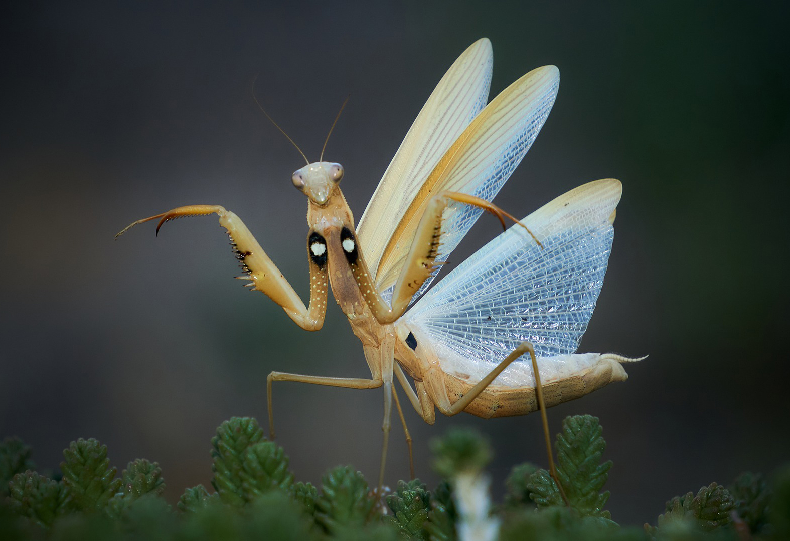 Demostración deimática de una mantis.