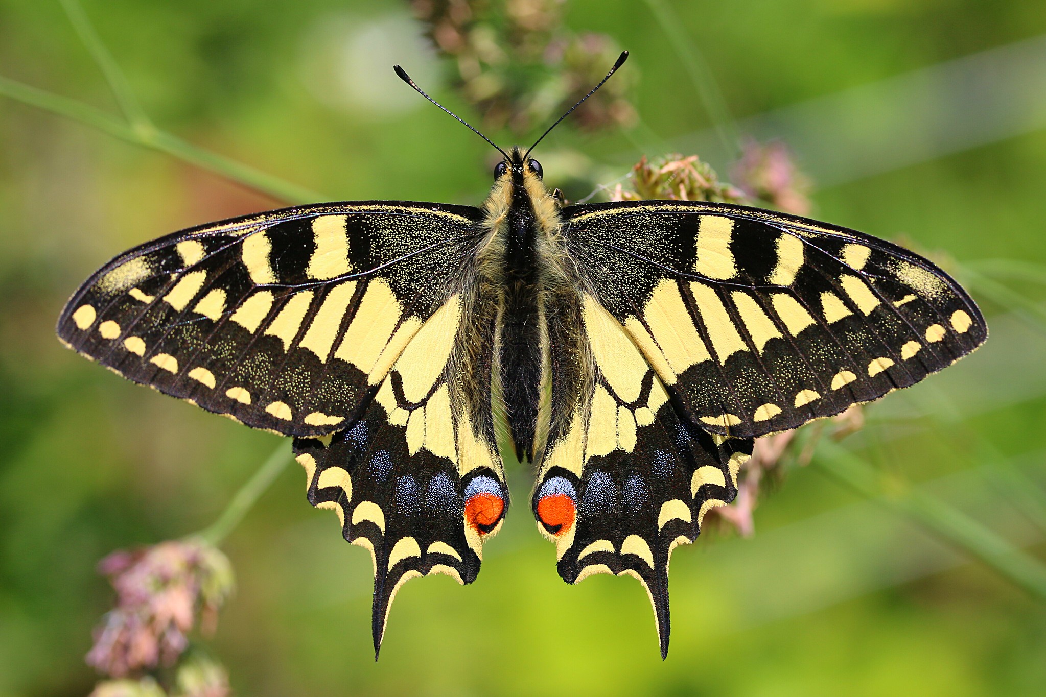 La mariposa macaón (Papilio machaon) al ser molestada, repentinamente extiende sus alas y aletea para alejar a aves depredadoras.