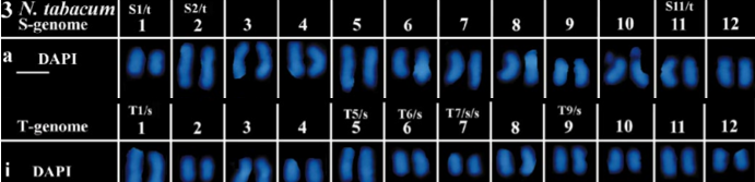 Cariotipo de Nicotiana tabacum