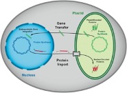 Transferencia endosimbiótica de genes entre el cloroplasto y el núcleo