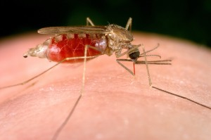 El mosquito Aedes aegyti es el principal vector del parásito de la malaria (Plasmodium falciparum). Este se desarrolla en el hígado y en los glóbulos rojos de la sangre, causando grandes daños al hospedador. Sin embargo, la mutación que conduce a la anemia falciforme impide que este parásito pueda desarrollarse bien dentro del cuerpo. Con todo, el aumento de la temperatura global y la aparición de nuevas zonas de aguas estancadas por los deshielos favorecen la proliferación masiva de vectores como el mosquito Aedes, incrementando la probabilidad de que se puedan transmitir patógenos (incluso algunos nuevos que están por aparecer). Por eso, entre otras razones, preservar el medioambiente es un seguro de vida contra potenciales nuevas enfermedades.