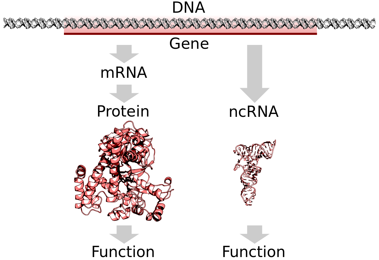 No todos los genes codifican para formar proteínas, sino que un número nada despreciable de ellos sirve para generar productos no proteicos (multitud de ARNs distintos) con funciones reguladoras, algunas de ellas todavía desconocidas.