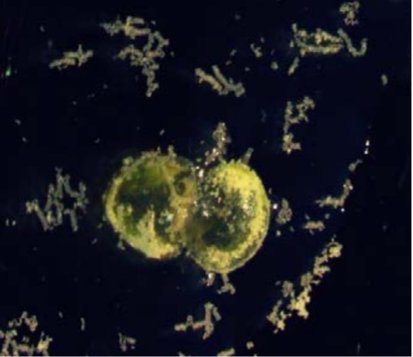 Antera Ruppia. Las anteras de las especies de Ruppia liberan su polen al medio acuático, donde se agregan y forman unas pequeñas marañas que permiten aumentar las posibilidades de éxito reproductivo. Imagen cortesía de Santos Cirujano y Pablo García Murillo.