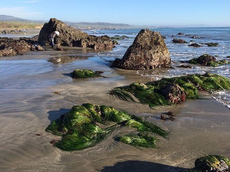 Phyllospadix scouleri es una planta marina que se encuentra adherida a rocas en la zona intermareal. Estas plantas han adoptado una estrategia reproductiva mixta, pudiendo liberar su polen tanto con marea baja (2D) como con marea alta (3D), hecho que incrementa su posibilidad de éxito reproductor en un hábitat fluctuante.