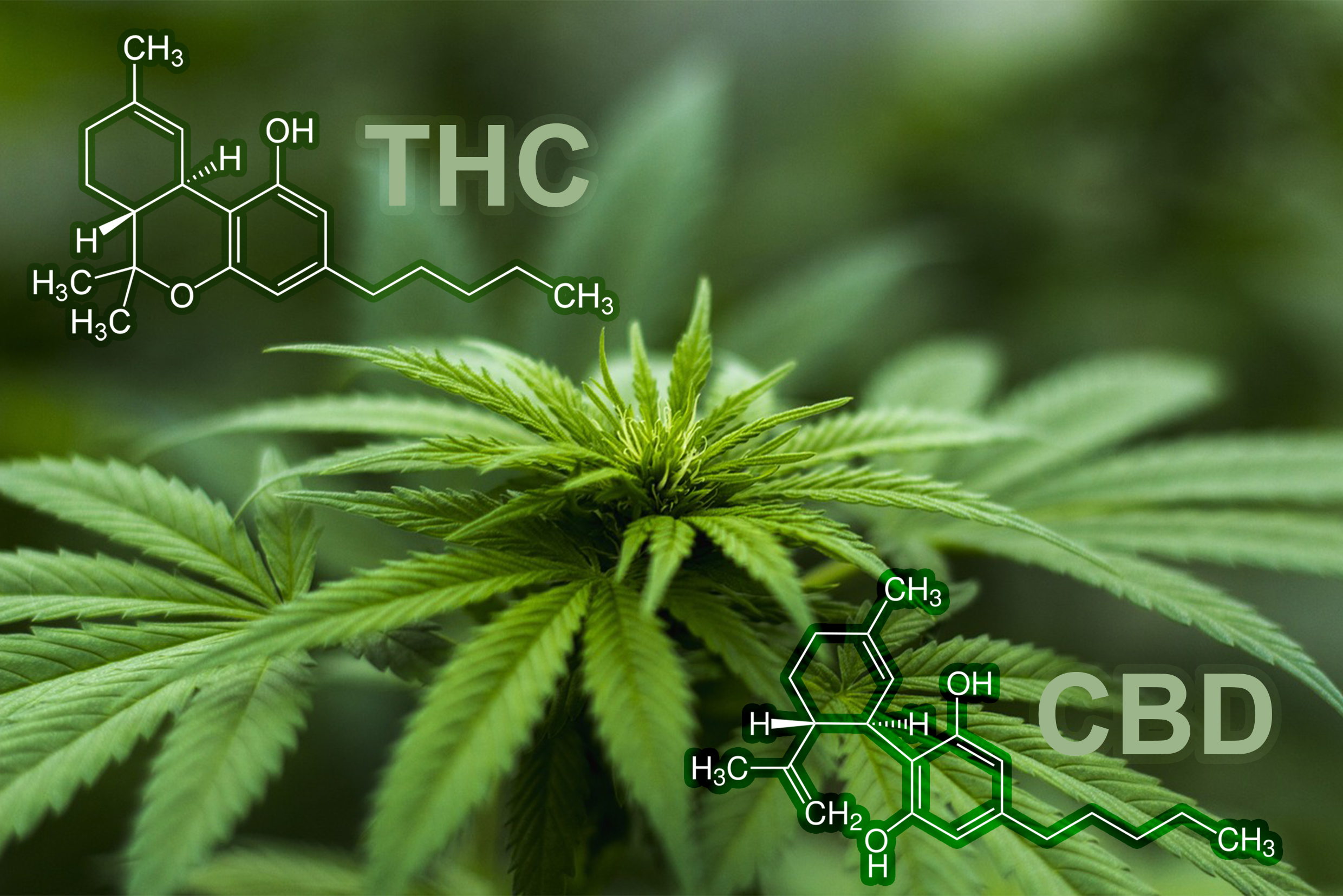 Planta de Cannabis sativa y fórmula estructural de dos de los fitocannabinoides de mayor interés para la industria farmacológica, el tetrahidrocannabinol (THC) y el cannabidiol (CBD).