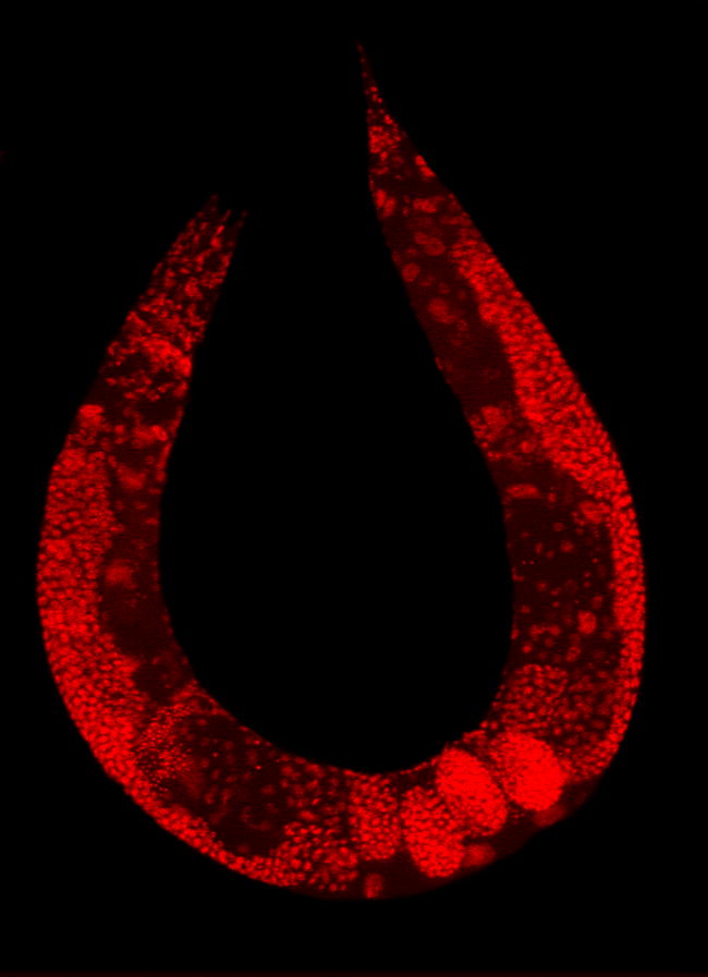 Fotografía de un nematodo Caenorhabditis elegans teñido con un marcador fluorescente rojo para resaltar los núcleos de sus células. Esta especie se usó en el laboratorio para llevar a cabo un experimento de coevolución con un patógeno. Fotografía obtenida de Wikimedia Commons (Dominio Público).