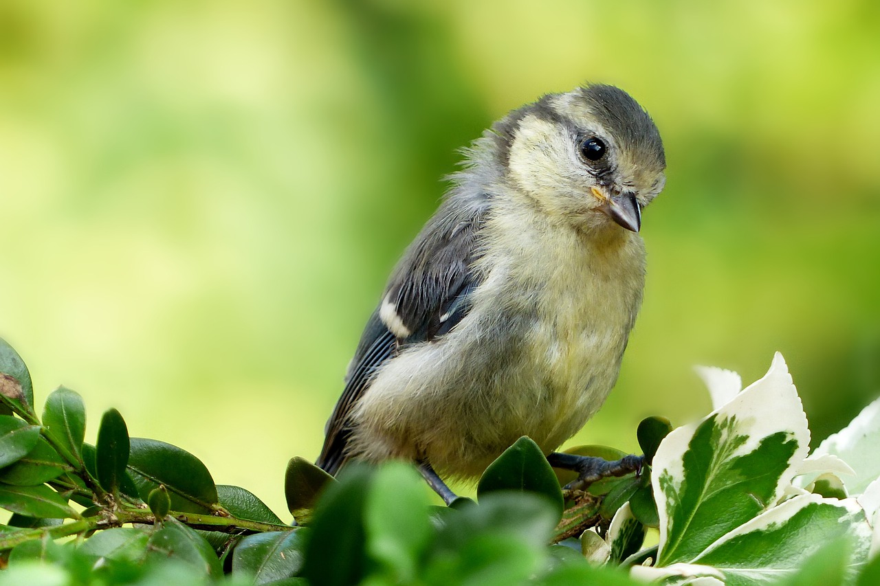 Volantón de herrerillo común (Cyanistes caeruleus), una de las especies de aves frecuentemente parasitada por varios parásitos. En dicha especie mi grupo de investigación y yo testamos una hipótesis relacionada con la coevolución. Fotografía obtenida de Pixabay (Dominio Público).