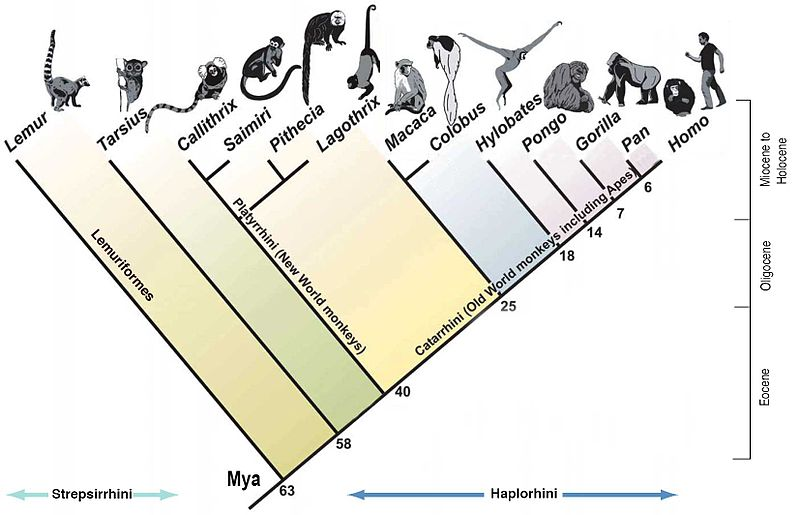 Las especies que constituimos el orden de los primates estamos fuertemente emparentadas entre sí. No se trata de que vengamos del mono, como aforísticamente se ha dicho de forma clásica, sino que tanto monos como humanos tenemos especies ancestrales en común de las que hemos divergido. Analizando nuestros genomas y comparándolos con los del resto de primates y otros animales, podemos llegar a reconstruir las líneas evolutivas del orden.