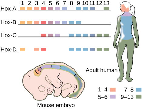 Una prueba escondida en el genoma de que todos los animales estamos emparentados son los genes homeóticos, también conocidos como genes Hox. Se trata de los genes que se activan temporal y secuencialmente a lo largo del desarrollo embrionario para marcar las diferentes regiones del cuerpo y hacer que las células diferencien en si pertenecen a la región de la cabeza, del abdomen o el tórax o si deben formar una extremidad o no, por ejemplo. Para consternación y asombro de los científicos de finales del siglo XX, no es que estos genes sean parecidos entre una mosca y un ser humano: es que son los mismos. Son tan importantes que a lo largo de la evolución, cualquier mutación en ellos ha supuesto un fracaso absoluto y no ha tenido éxito. De esta manera, a lo largo de los millones de años que ha existido la vida animal en la Tierra, los genes homeóticos se han conservado fuertemente, sin apenas variaciones.