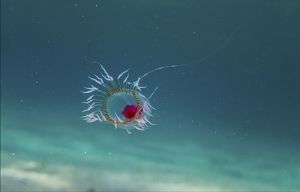 Imagen de Turritopsis dohrnii