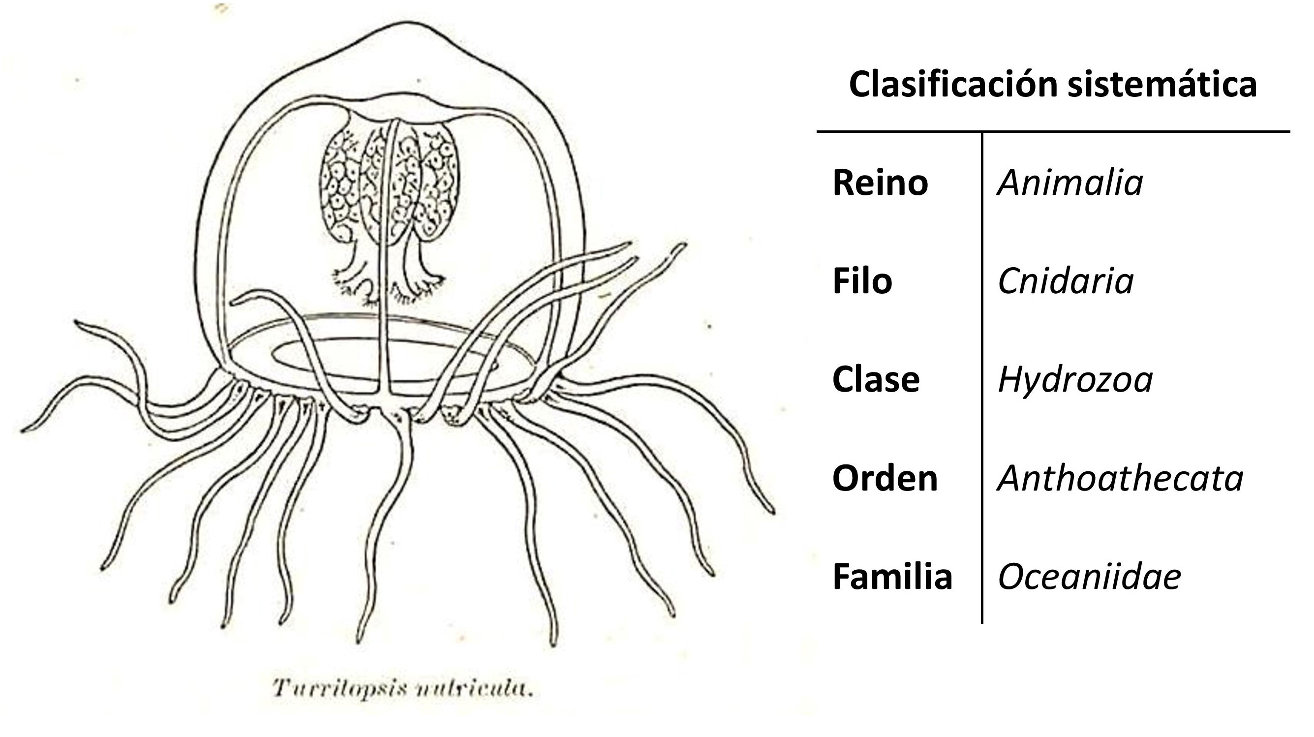 Estructura general de una medusa en estadío maduro, dibujo de Charles W. Hargitt en 1904. (Medusae of the Woods Hole Region. Bulletin of the Bureau of Fisheries, Vol.24, 1904). 