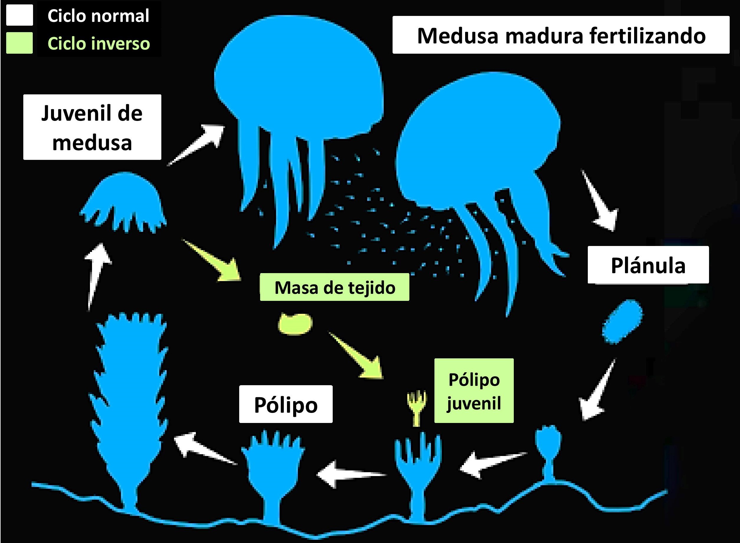 Ciclo de vida de la medusa con las diferentes fases de vida (siguiendo las flechas blancas). Se aprecia un ciclo alternativo (ciclo inverso) de color verde.