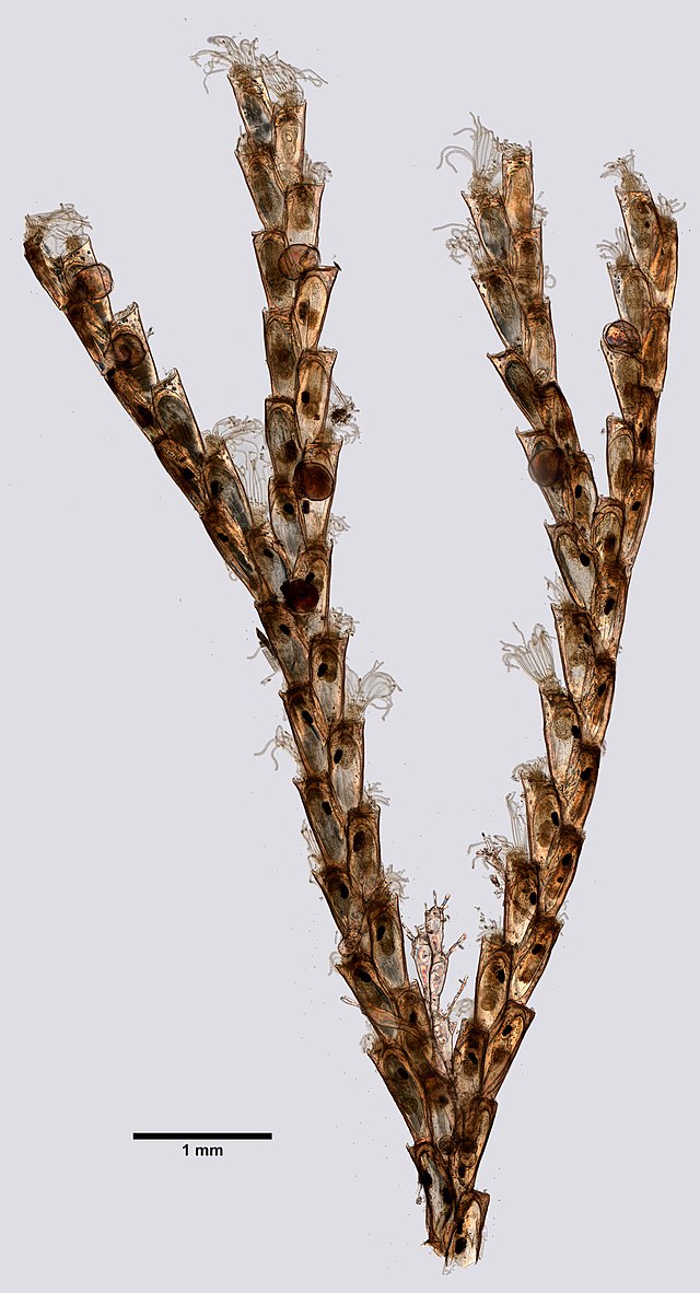 Ejemplar de briozoo invasor Bugula neritina, imagen obtenida de la página web Wiki commons