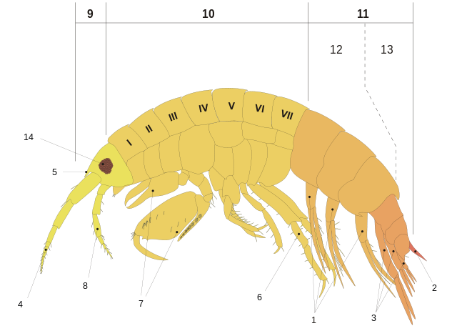 Dibujo de un anfípodo gammárido donde vienen señaladas las estructuras más importantes. Imagen obtenida de la página web Wiki commons.