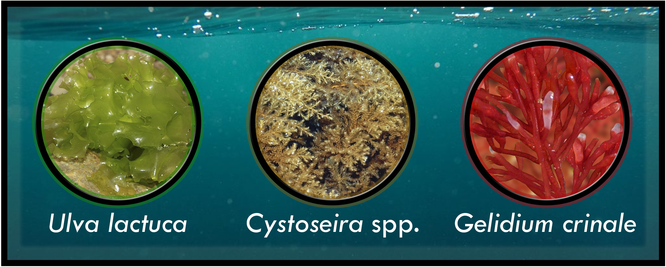 Algunas macroalgas utilizadas como biofertilizantes. De izquierda a derecha: Ulva lactuca, Cystoseira spp. y Gelidium crinale. Alga verde, alga parda y alga roja, respectivamente.