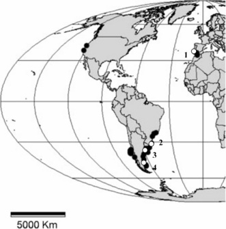 Distribución género Spartina (Bortolus et al 2006)