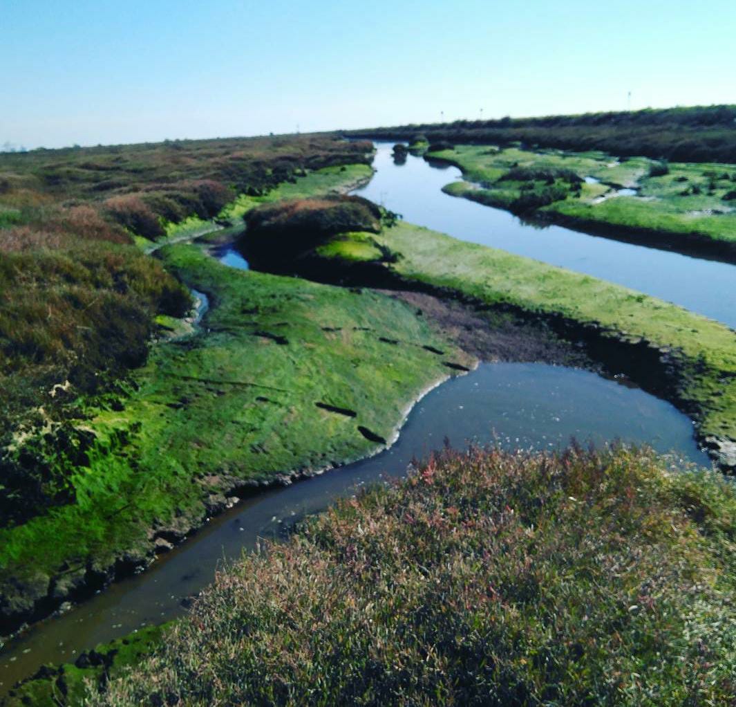 Ejemplo de sedimentación en una marisma o humedal