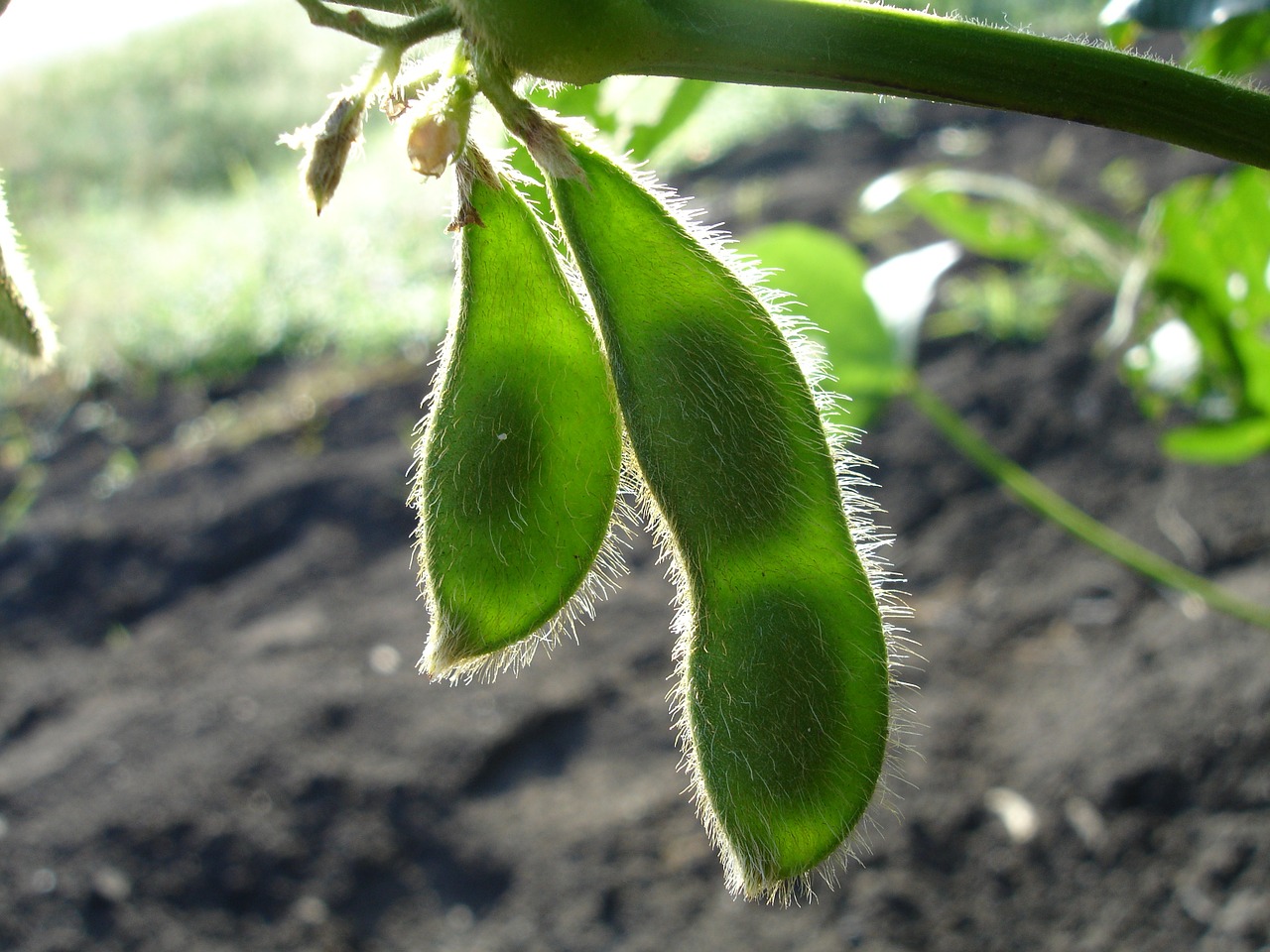 Representación del fruto de la soja, contando este con una vaina pilosa que contiene normalmente de 2 a 4 semillas.