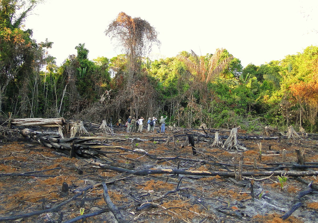 Área deforestada del Amazonas para la posterior implantación de cultivos.