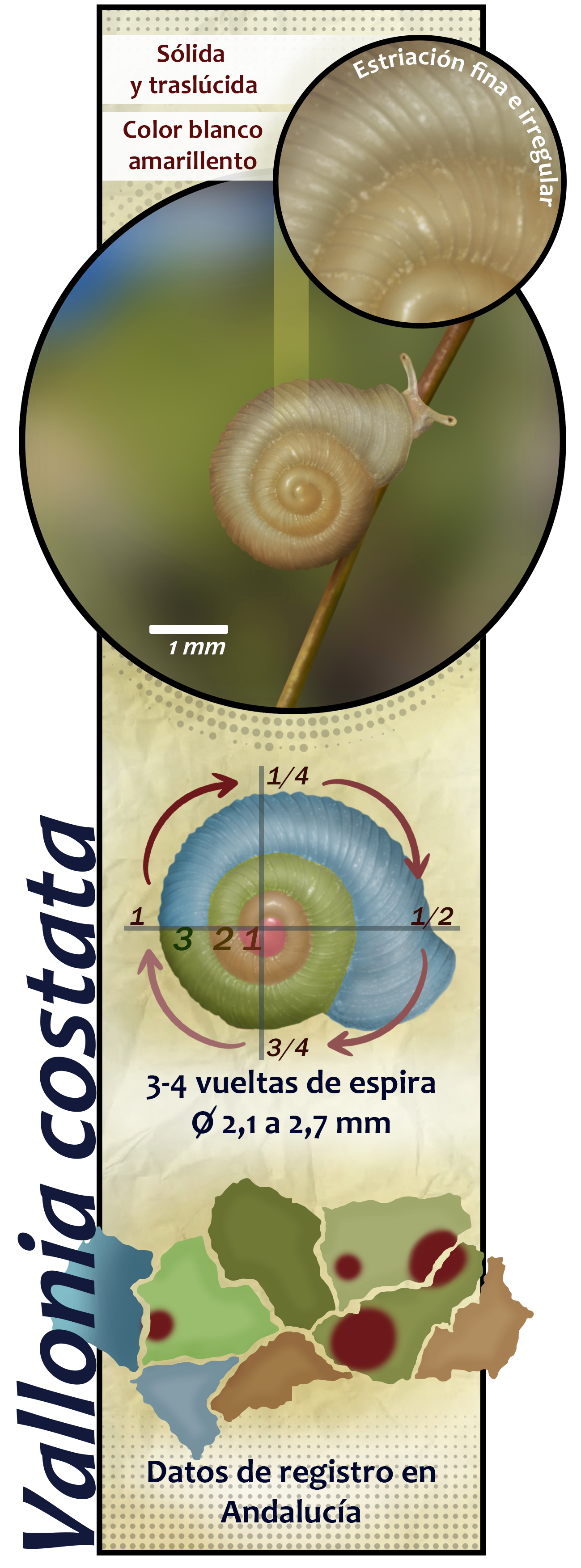 Infografía sobre la especie Vallonia costata. Información básica para su identificación (datos relativos a su concha) y localización (zonas en las que ha sido registrado).