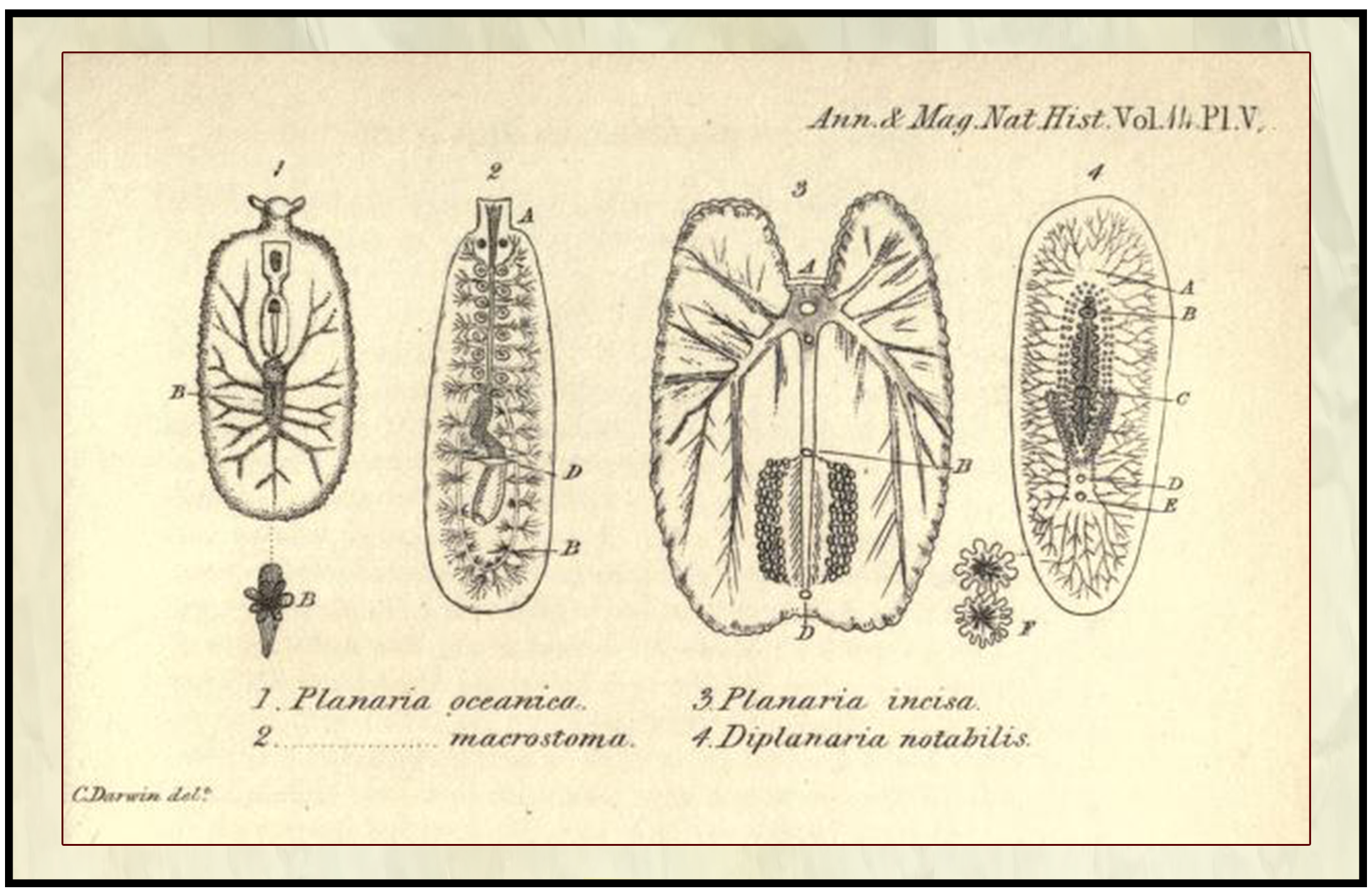 Ilustración a mano de Charles Darwin (1844) sobre cuatro especies de planarias. Como se observa, a pesar de no tener un dominio de lo artístico y técnico, la figura es correcta en su cometido académico. Imagen extraída de su obra Annals and Magazine on Natural History, Zoology, Botany and Geology; la cual está disponible bajo dominio público en la Biodiversity Heritage Library. 