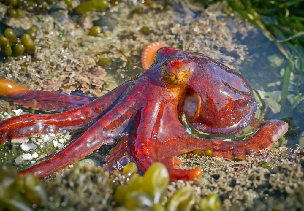 El pulpo rojo del Pacífico Oriental (Octopus rubescens) presenta una coloración roja; sin embargo, dependiendo de las necesidades que tenga para enfrentarse al medio, puede cambiar a tonos como amarillos, marrones o blancos. En algunas ocasiones incluso es capaz de cambiar la textura de la piel