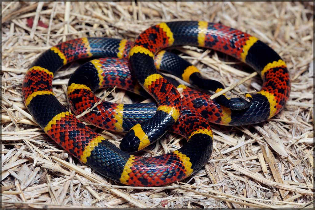 En la primera imagen podemos ver una serpiente de coral venenosa, Micrurus tener; y en la otra fotografía observamos una falsa coral, Lampropeltis triangulum. Se diferencian porque las verdaderas corales siempre tienen un patrón de colores en los que los anillos amarillo y rojo están juntos. Si esto no ocurre, entonces estamos ante una falsa serpiente de coral.