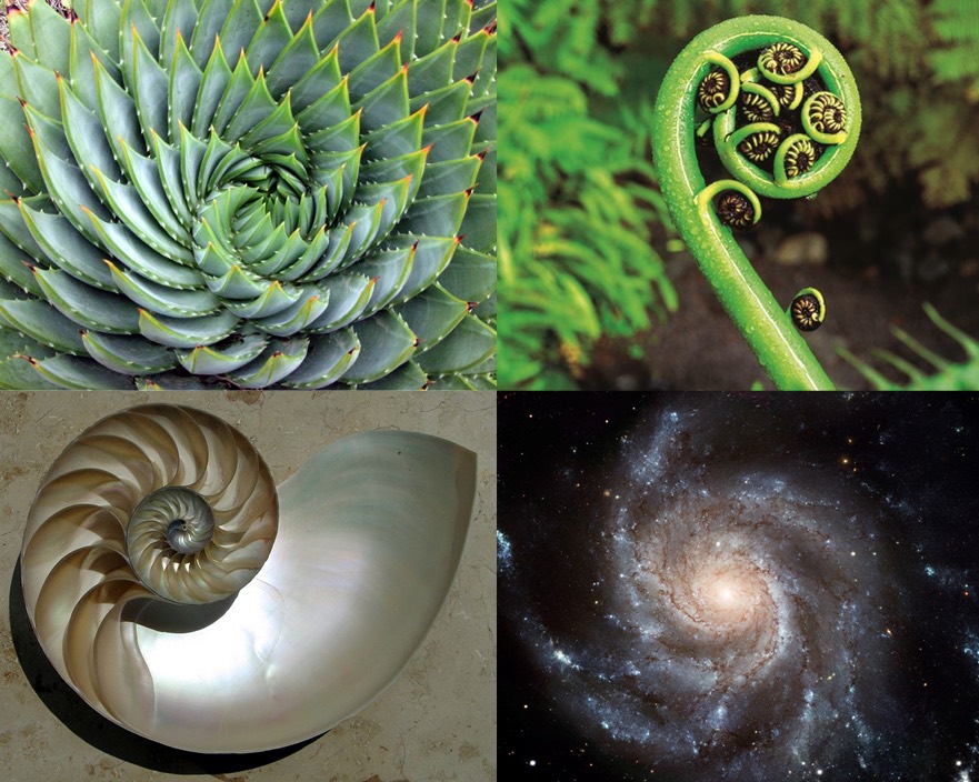 Diferentes formas de la naturaleza. Fotos de Wikimedia/Wikipedia.