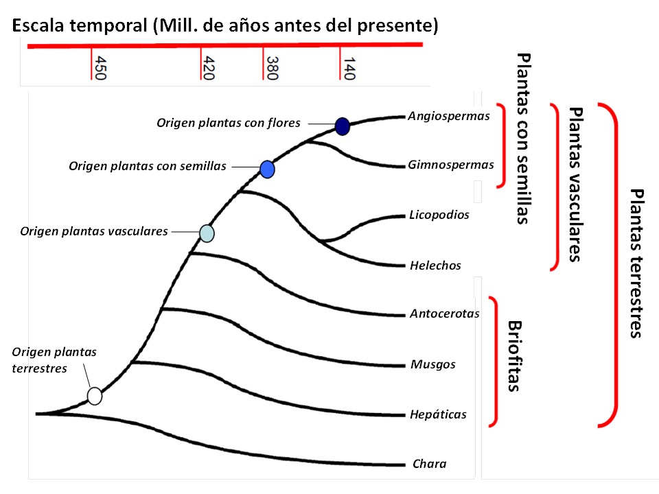 Esquema adaptado de Alvarez-Buylla et al. (2010).