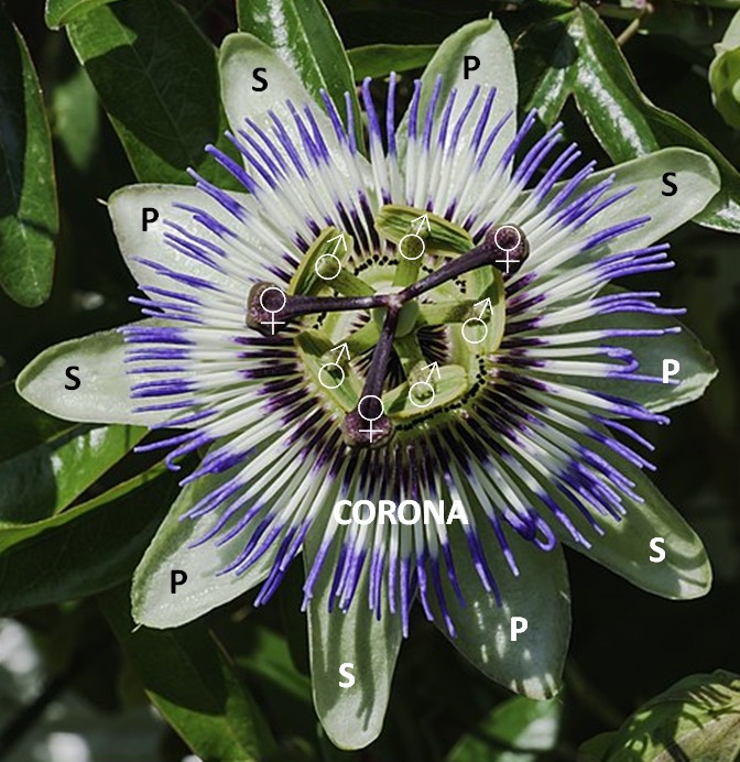 Passiflora caerulea (Wikimedia)