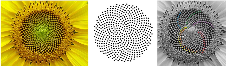 Girasol. Fotos de Wikimedia/Wikipedia.