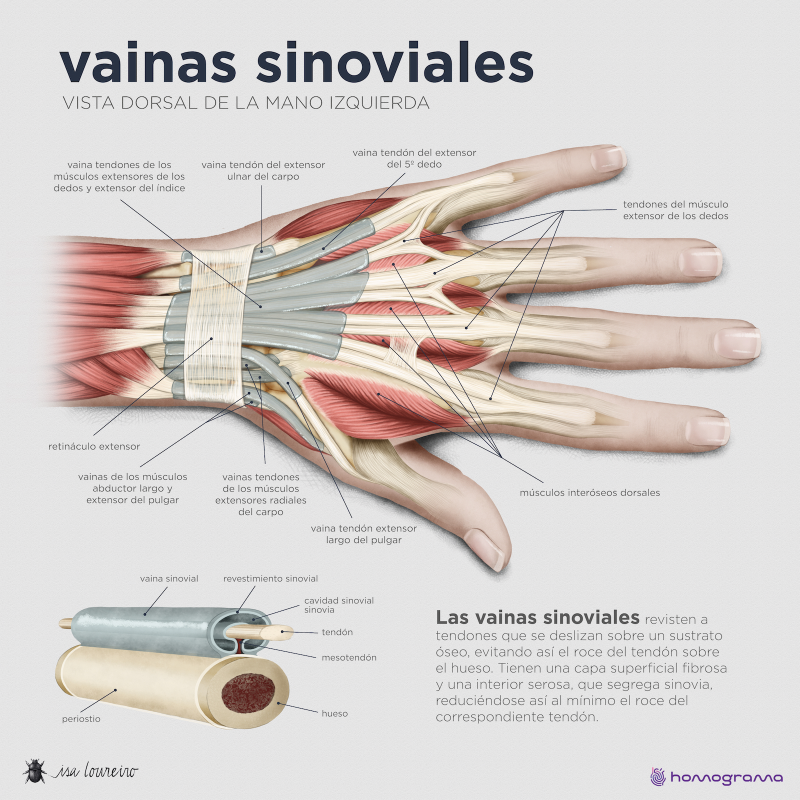  Ilustración final de las vainas sinoviales del dorso de la mano por Isa Loureiro.