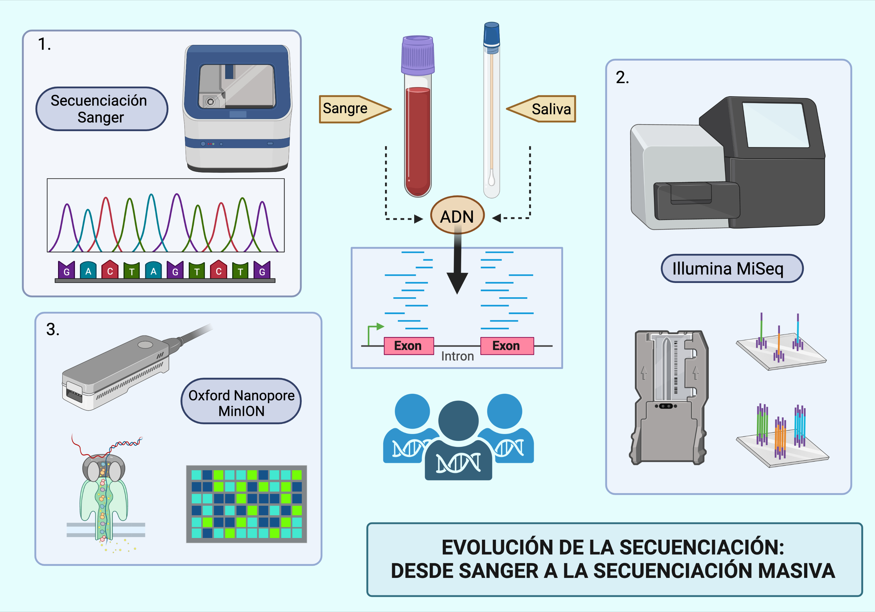 Esquema realizado con la plataforma Bio Render de tres diferentes tecnologías de secuenciación. (1) Método Sanger para la secuenciación de ADN. Fue una de las primeras tecnologías desarrolladas pero todavía se utiliza hoy en día. Desarrollado por el bioquímico  Frederick Sanger (premio Nobel de Química en 1980). La comercialización del primer secuenciador automático del método Sanger fue en 1986. Permitía obtener unas 200 bases cada hora, de una sola muestra, visualizadas en forma de electroferograma. Este tipo de secuenciadores de primera generación fueron empleados para secuenciar el primer genoma humano. (2 ) Ya en la época de surgimiento de la llamada Next Generation Sequencing (NGS) se desarrollaron los secuenciadores llamados de segunda generación, entre ellos los de la plataforma Illumina. En 2006 salió a la venta el primero de este tipo. Tienen la capacidad de realizar múltiples secuencias en paralelo, generando millones de lecturas al mismo tiempo; Su mejora principal es usar una superficie sólida dese fijación, esto permite que se utilice mucha menor cantidad de reactivos y se abarata el coste por nucleótido. (3) Secuenciadores de tercera generación como la tecnología desarrollada por Oxford Nanopore. Con un secuenciador que cabe en la palma de una mano se pueden secuenciar largas cadenas de material genético. Se lleva  a cabo la secuenciación en tiempo real mediante la detección de un cambio de voltaje producido por el paso de la secuencia de ADN por un poro.