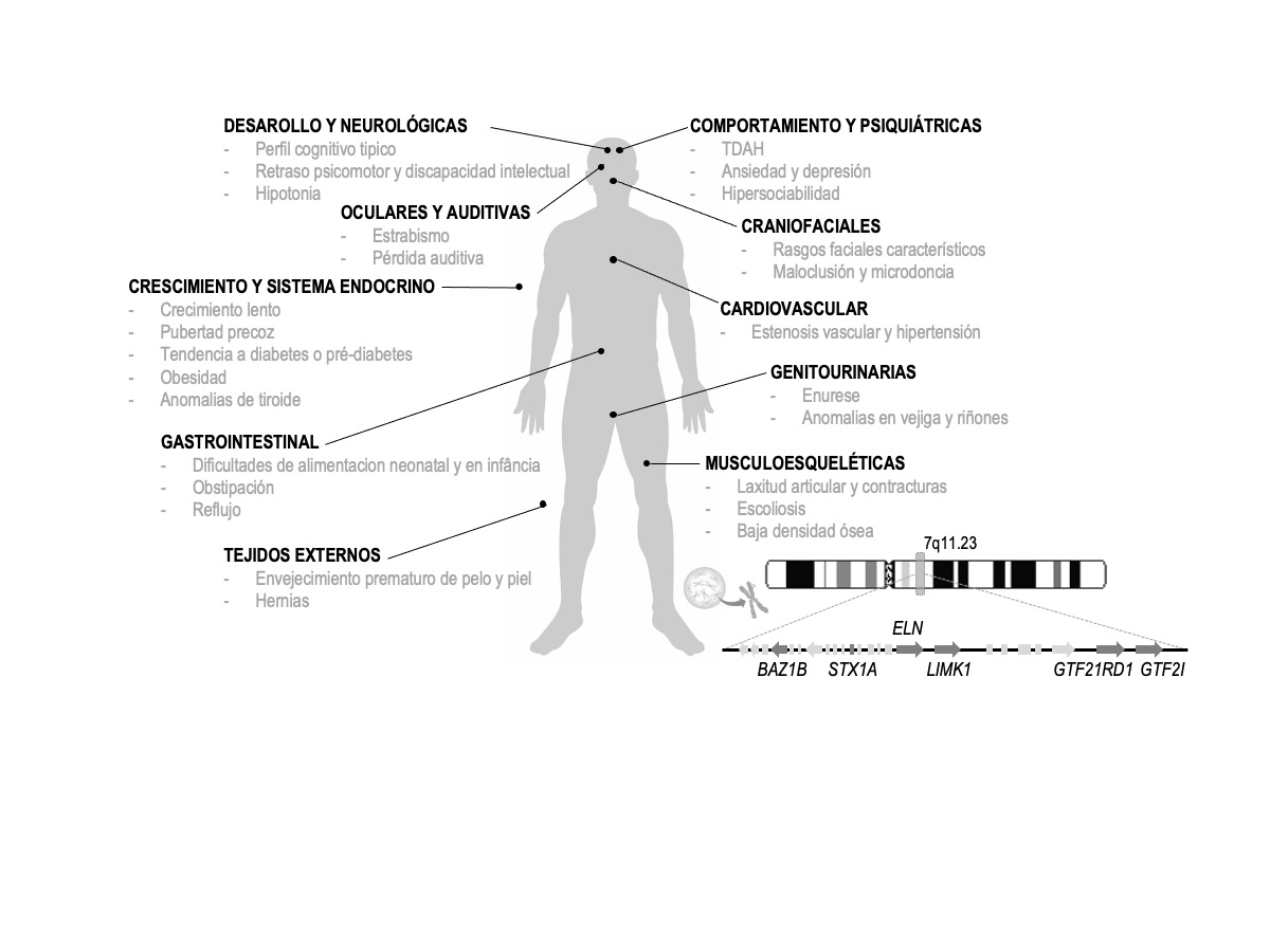 Características más comunes del Síndrome de Williams y región genómica afectada. TDAH, trastorno por déficit de atención e hiperactividad. La banda gris saliente representa la banda del brazo q del cromosoma 7 denominada 7q11.23, donde ocurre la microdeleción. Las flechas representan la organización de los varios genes identificados, con los más conocidos (e implicados en el fenotipo SW) en gris oscuro. Adaptado de Kosel y col. (2021). Silueta humana por brgfx en Freepik.