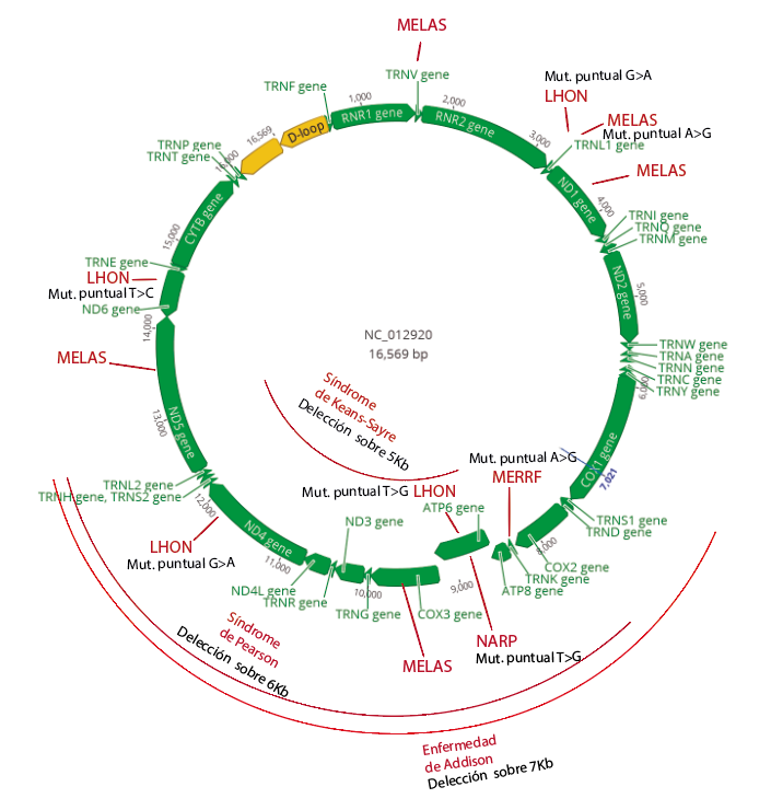 Esquema de los genes del ADN mitocondrial humano (en verde) con la relación de las mutaciones más frecuentes (en negro) de diferentes enfermedades mitocondriales (rojo).