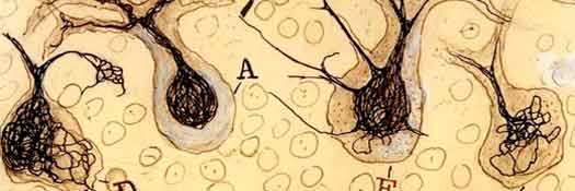 Decorativa, detalles de ilustración de Ramón y Cajal, para el párrafo donde menciono científicos del siglo XIX y los conocimientos elementales que tenemos del SN.