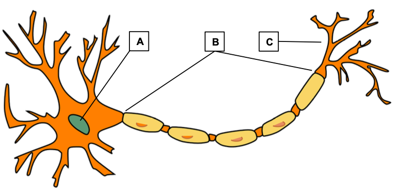Representación de las regiones anatómicas de una neurona: (A) cuerpo celular; (B) axón; (C) dendritas. Image by Clker-Free-Vector-Images from Pixabay.