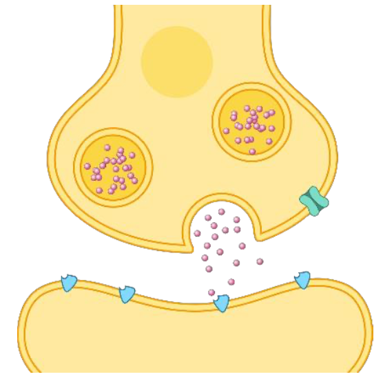 Proceso de sinapsis entre dos neuronas. Representados como esferas moradas los neurotransmisores (en el interior del botón sináptico de la neurona emisora) y en color azul los receptores en las dendritas de la neurona receptora a los cuales se unen. Image by Carolina Hrejsa from Pixabay.