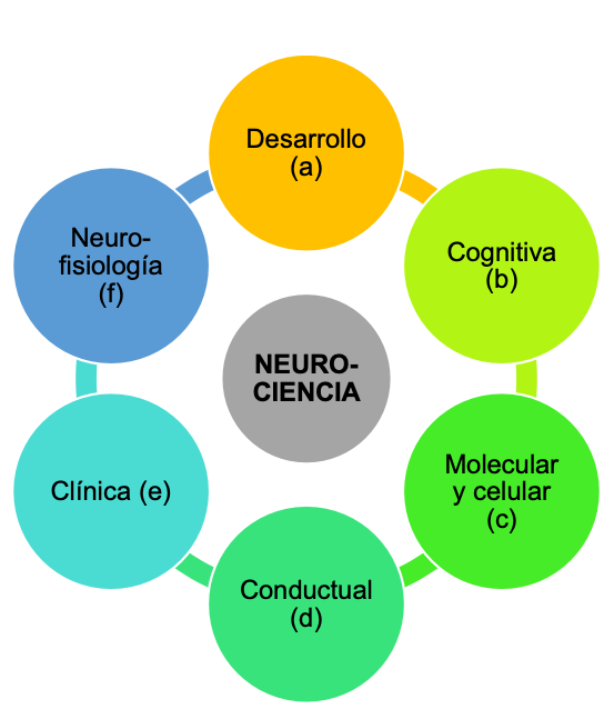 Campos de estudio de las neurociencias. Elaboración propia.