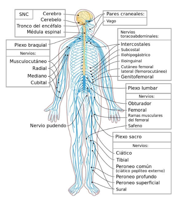 Diagrama del sistema nervioso humano. Medium69, Jmarchn, CC BY-SA 4.0, via Wikimedia Commons