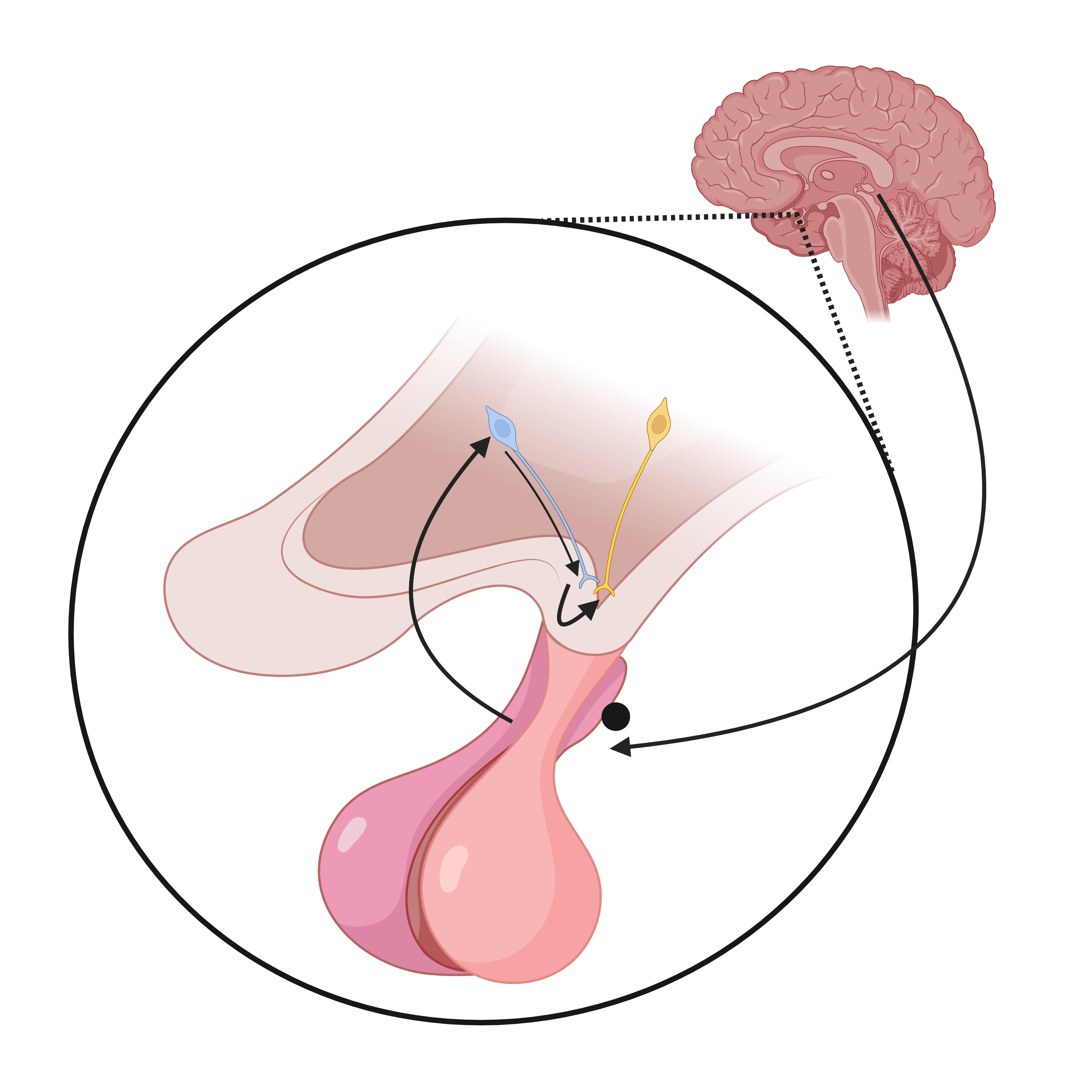 Acción de la melatonina desde la glándula pineal hasta el pars tuberalis (●). El TSH liberado llega a los tanicitos (azul) donde produce T3 en las terminales que actúa en las neuronas GnRH (amarillo).